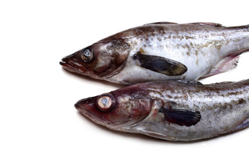 Alaska pollock