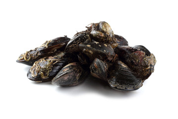Mussels