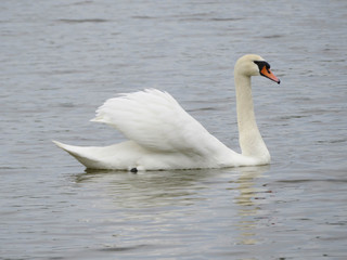 white swan on the lake