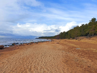 sandy beach of the Baltic Sea, pine forest on the shore, extraordinary sky. coastline without people.
