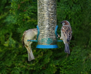 garden,garden bird,sparrow,birdseed,wildfowl,wild bird