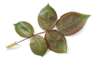 rose leaf