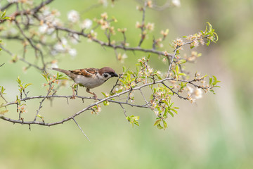 Eurasian tree sparrow (Passer Montanus) sitting sideways on a branch.