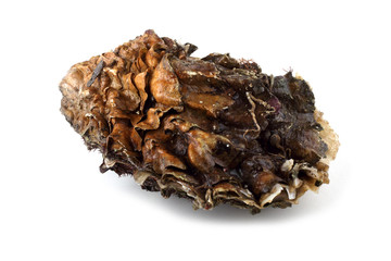 Oyster