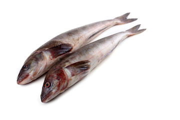 Sea bass