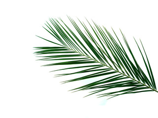 Palm leaves isolated on white background. Tropical palm leaves top view or flat lay. Copy space for...