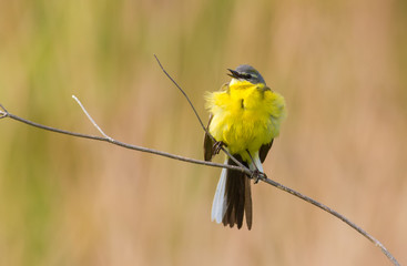 Western Yellow Wagtail, Motacilla flava. The bird sits on the stem of the plant and sings