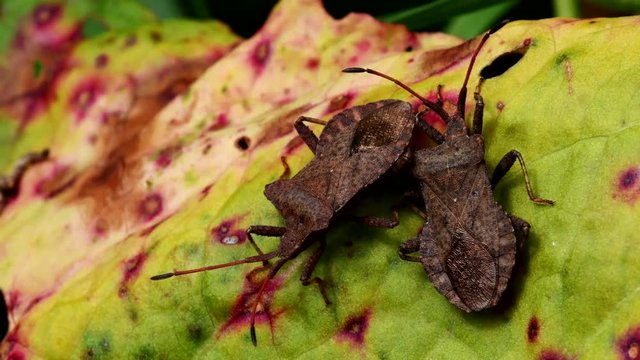 Dock Bugs in copulation. His Latin name is Coreus marginatus.