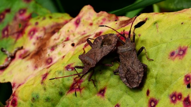 Dock Bugs in copulation. His Latin name is Coreus marginatus.