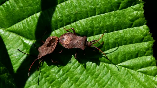 Dock Bugs in copulation. His Latin name is Coreus marginatus.