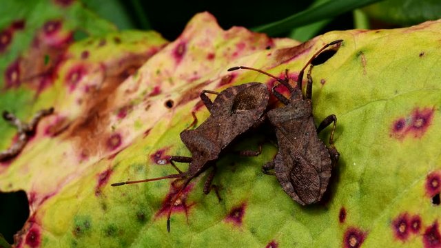Dock Bugs in copulation. His Latin name is Coreus marginatus.