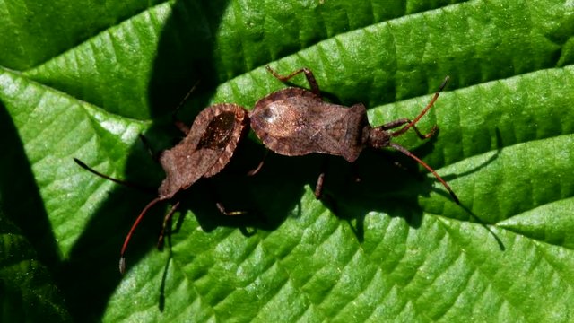 Dock Bugs in copulation. His Latin name is Coreus marginatus.