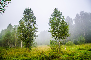 early morning. forest hiding in the fog.