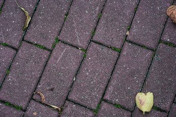 Dry leaves on the paving stones from above