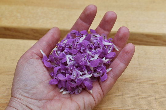 Gefleckte Taubnessel, Lamium maculatum, gesammelt f&uuml;r Tee auf der Hand