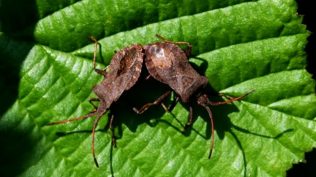 Dock Bugs in copulation. His Latin name is Coreus marginatus.