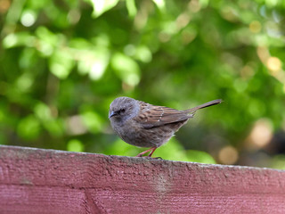 A Dunnock (Prunella modularis)  perched on a garden fence in the early morning light.