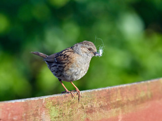 A Dunnock (Prunella modularis)  perched on a garden fence with nesting material in its beak.