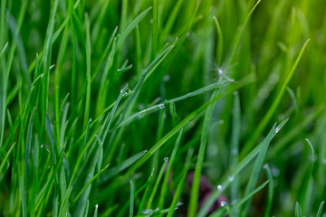 Fototapeta na wymiar Drops of water on grass after rain