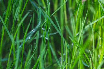 Fototapeta na wymiar Drops of water on grass after rain