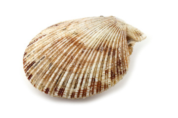 Scallop