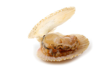 Opened scallop