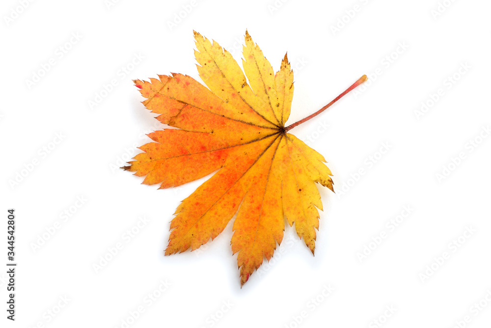 Sticker autumn maple leaf