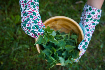 Female gardener collecting fresh healthy nettles. Alternative medicine concept.
