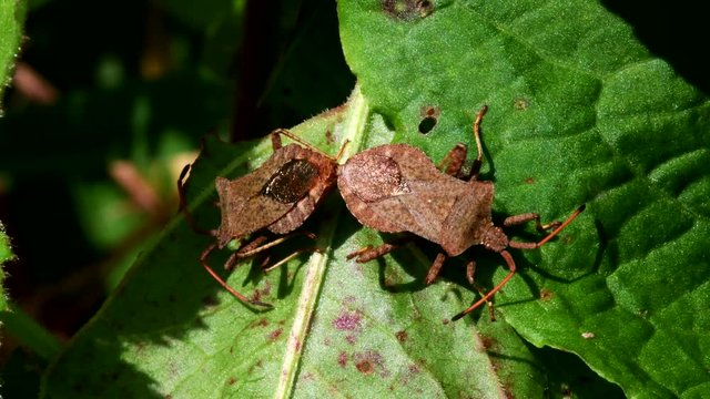 Dock Bugs in copulation. His Latin name is Coreus marginatus.
