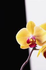 Beautiful yellow phalaenopsis orchid flowers on a black and white background. Copy space