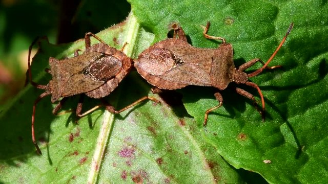 Dock Bugs in copulation. His Latin name is Coreus marginatus.