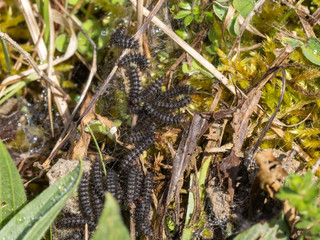 Glanville Fritillary (Melitaea cinxia ) Caterpillars. Approx 15mm long. Probably 5th Instar.