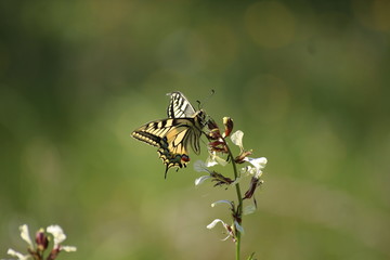Machaon ou grand porte queue butinant une fleur de roquette.