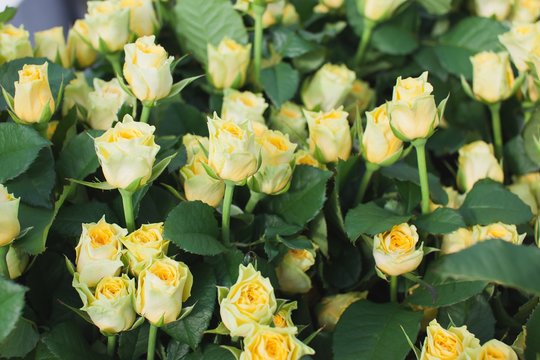 Ilios rose in the flowerbed