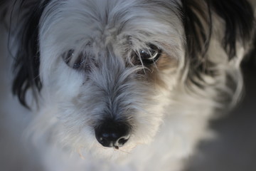 havanese dog