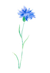 One watercolor blue cornflower. Botanical illustration on a white isolated background. Cute field flower hand drawn. Design for packaging, postcards, poster, advertising, banner, textiles, wallpaper.