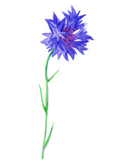 One watercolor blue cornflower. Botanical illustration on a white isolated background. Cute field flower hand drawn. Design for packaging, postcards, poster, advertising, banner, textiles, wallpaper.