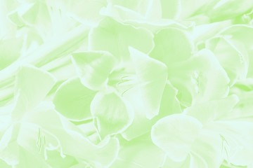 Beautiful gladioluses flowers. Floral background, pale green toned
