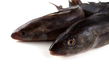 Sea bass