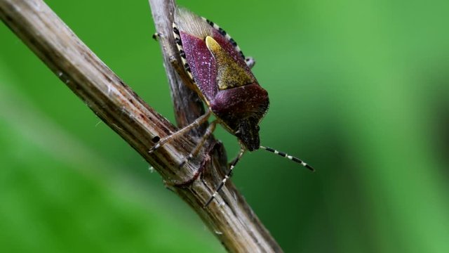 Hairy Shieldbug in his environment. His Latin name is Dolycoris baccarum.