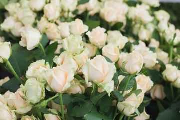 Peach Avalanche Rose Bush Background