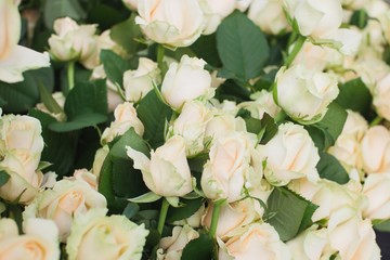 Peach Avalanche Rose Bush Background