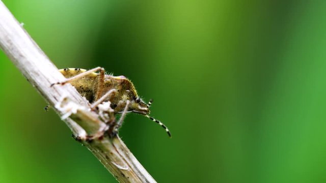 Hairy Shieldbug in his environment. His Latin name is Dolycoris baccarum.