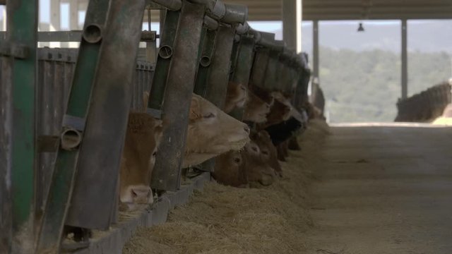 Retinta breed calf feeder. Calves eating feed on a farm.
