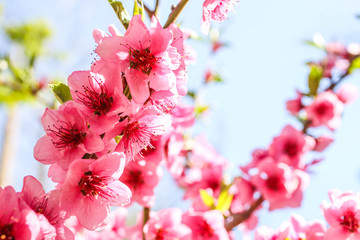 Blooming sakura branches