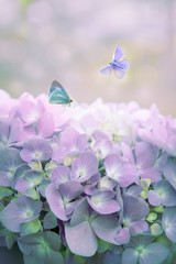 Fototapeta na wymiar Blue hydrangea with butterflies. Summer diffuse background
