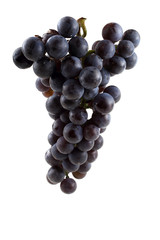 Black wine grape