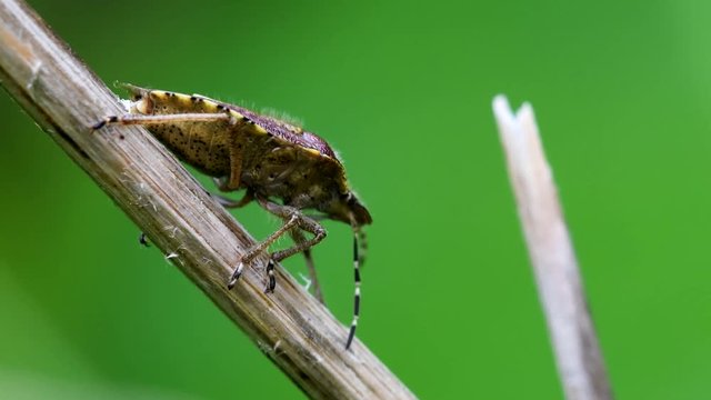 Hairy Shieldbug in his environment. His Latin name is Dolycoris baccarum.