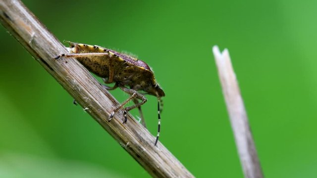 Hairy Shieldbug in his environment. His Latin name is Dolycoris baccarum.
