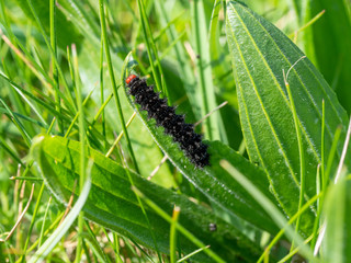 Glanville Fritillary Caterpillars. About 25mm long.
